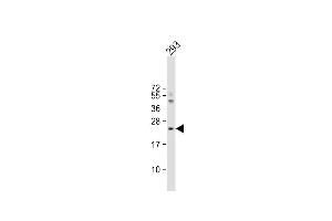 Anti-IL1RN Antibody (C-term) at 1:4000 dilution + 293 whole cell lysate Lysates/proteins at 20 μg per lane. (IL1RN anticorps  (C-Term))