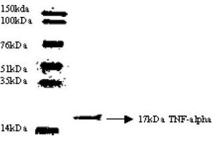 Western Blotting (WB) image for anti-Tumor Necrosis Factor alpha (TNF alpha) antibody (ABIN452504) (TNF alpha anticorps)