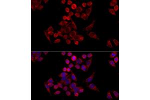 Immunofluorescence analysis of HeLa cells using TOMM20 antibody.