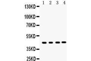 Anti- MASPIN Picoband antibody, Western blotting All lanes: Anti MASPIN  at 0.