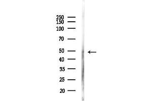 anti-ArfGAP with FG Repeats 2 (AGFG2) (Internal Region) antibody