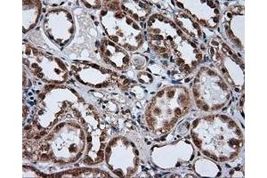 Immunohistochemical staining of paraffin-embedded pancreas tissue using anti-TUBA8 mouse monoclonal antibody. (TUBA8 anticorps)