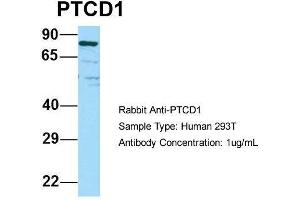 Host: Rabbit Target Name: PTCD1 Sample Type: Human 293T Antibody Dilution: 1. (PTCD1 anticorps  (N-Term))