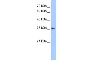 TIPIN antibody (20R-1275) used at 0. (TIPIN anticorps  (N-Term))