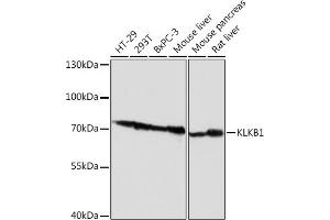 Western blot analysis of extracts of various cell lines, using KLKB1 Rabbit pAb (ABIN6129406, ABIN6142965, ABIN6142967 and ABIN6217272) at 1:1000 dilution. (KLKB1 anticorps  (AA 20-300))