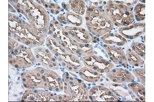 Immunohistochemical staining of paraffin-embedded Human liver tissue using anti-BHMT mouse monoclonal antibody. (BHMT anticorps)