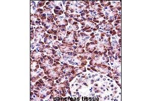 NLRP12 Antibody (N-term) ((ABIN657935 and ABIN2846879))immunohistochemistry analysis in formalin fixed and paraffin embedded human pancreas tissue followed by peroxidase conjugation of the secondary antibody and DAB staining.