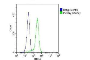 Overlay histogram showing Hela cells stained with (ABIN6242844 and ABIN6577191)(green line).