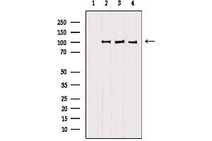 Western blot analysis of extracts from various samples, using SFPQ antibody. (SFPQ anticorps  (C-Term))