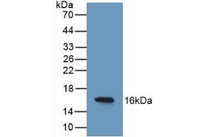 Figure. (REG3g anticorps  (AA 39-175))