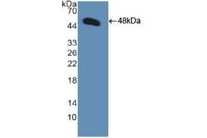 Detection of Recombinant GDF2, Human using Polyclonal Antibody to Bone Morphogenetic Protein 9 (BMP9) (GDF2 anticorps  (AA 32-427))