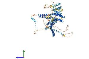 AlphaFold protein structure predicition of Human Recombinant WHAMM Protein, UniprotID Q8TF30