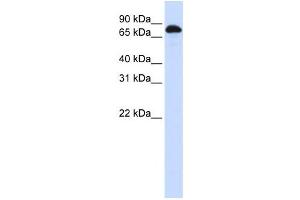 Western Blotting (WB) image for anti-Signal Transducer and Activator of Transcription 3 (Acute-Phase Response Factor) (STAT3) antibody (ABIN2458306) (STAT3 anticorps)