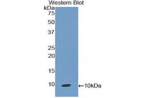 Western Blotting (WB) image for anti-Chemokine (C-C Motif) Ligand 19 (CCL19) (AA 32-103) antibody (ABIN3209347) (CCL19 anticorps  (AA 32-103))