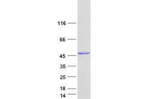 Validation with Western Blot