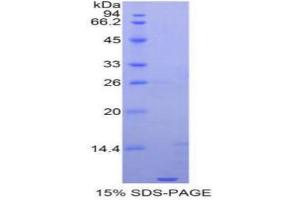 SDS-PAGE analysis of Human Apolipoprotein C1 Protein. (APOC1 Protéine)