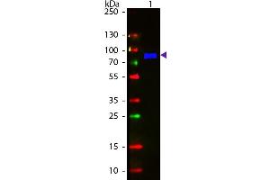 Western Blot of Fluorescein conjugated Goat Anti-Monkey IgM (mu chain) secondary antibody.