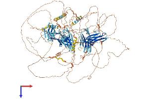 AlphaFold protein structure predicition of Human Recombinant PALLD Protein, UniprotID Q8WX93