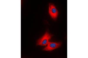 Immunofluorescent analysis of NAP1 staining in THP1 cells. (NAPSA anticorps  (N-Term))