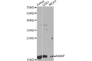 Western blot analysis of extracts of various cell lines, using MANF Antibody. (MANF anticorps)