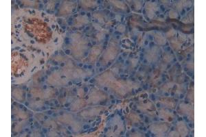 DAB staining on IHC-P; Samples: Rat Pancreas Tissue (TMSB4X anticorps  (AA 1-44))