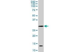 Image no. 3 for anti-Cyclin-Dependent Kinase 1 (CDK1) (AA 211-298) antibody (ABIN598557) (CDK1 anticorps  (AA 211-298))