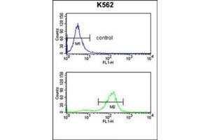 Flow Cytometry analysis of K562 cells using SDS Antibody (N-term) Cat. (serine Dehydratase anticorps  (N-Term))