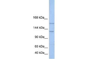 WB Suggested Anti-BRPF3 Antibody Titration:  0. (BRPF3 anticorps  (N-Term))