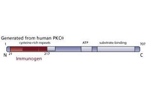 Image no. 3 for anti-Protein Kinase C, theta (PRKCQ) (AA 21-217) antibody (ABIN967739)