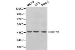 Western Blotting (WB) image for anti-Dynactin 2 (p50) (DCTN2) antibody (ABIN1872214) (Dynamitin anticorps)