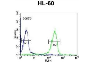 Flow Cytometry (FACS) image for anti-FK506 Binding Protein 11, 19 KDa (FKBP11) antibody (ABIN3002801)