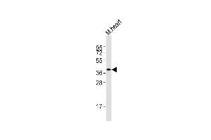Anti-Lefty2 Antibody at 1:2000 dilution + mouse heart lysates Lysates/proteins at 20 μg per lane.