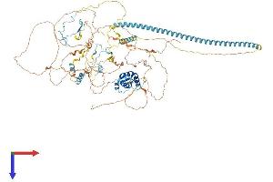 AlphaFold protein structure predicition of Human Recombinant CHAF1A Protein, UniprotID Q13111