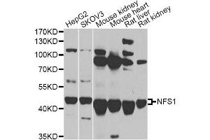Western blot analysis of extracts of various cell lines, using NFS1 antibody. (NFS1 anticorps)