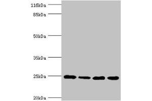 Western blot All lanes: NDUFA13 antibody at 3. (NDUFA13 anticorps  (AA 52-144))