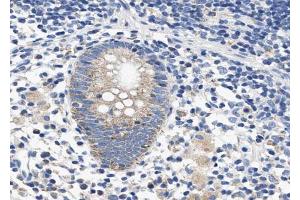 ABIN6268722 at 1/100 staining human Appendix tissue sections by IHC-P.