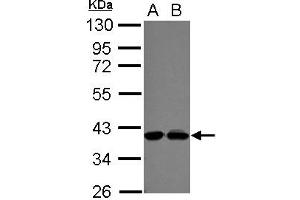 Western Blotting (WB) image for anti-Polymerase (DNA-Directed), delta Interacting Protein 3 (POLDIP3) (AA 139-369) antibody (ABIN1500333) (POLDIP3 anticorps  (AA 139-369))