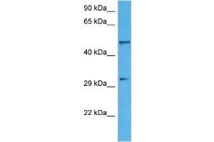 Host:  Rabbit  Target Name:  TDO2  Sample Tissue:  Human 786-0 Whole Cell  Antibody Dilution:  1ug/ml