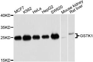 Western blot analysis of extracts of various cells, using GSTK1 antibody. (GSTK1 anticorps)