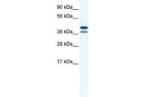 TRF3 antibody (20R-1177) used at 0. (Tbpl2 anticorps  (N-Term))