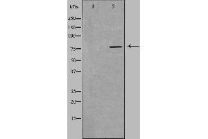 Western blot analysis of extracts from HuvEc cells, using SLC5A3 antibody. (SLC5A3 anticorps)