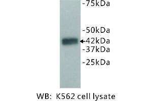 Image no. 2 for anti-Dual Specificity Phosphatase 5 (DUSP5) antibody (ABIN1112882)