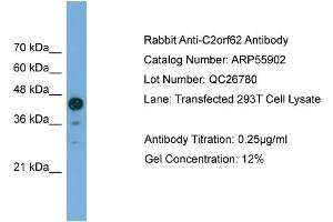 WB Suggested Anti-C2orf62  Antibody Titration: 0. (C2orf62 anticorps  (C-Term))