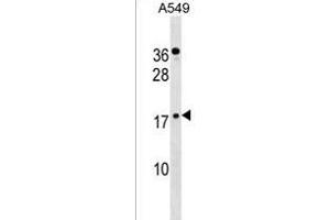 ZN Antibody (C-term) (ABIN1537512 and ABIN2838225) western blot analysis in A549 cell line lysates (35 μg/lane). (ZNF663 anticorps  (C-Term))