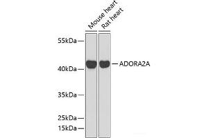 Western blot analysis of extracts of various cell lines using ADORA2A Polyclonal Antibody at dilution of 1:1000. (Adenosine A2a Receptor anticorps)
