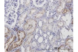 Immunoperoxidase of monoclonal antibody to AMBP on formalin-fixed paraffin-embedded human kidney. (AMBP anticorps)