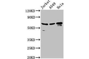 Western Blot Positive WB detected in: Jurkat whole cell lysate, A549 whole cell lysate, Hela whole cell lysate All lanes: AIFM1 antibody at 2. (AIF anticorps  (AA 103-612))