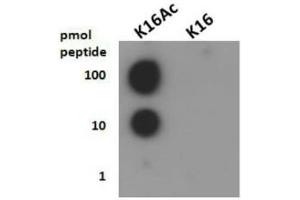 Dot Blot of Rabbit Histone H4 [ac Lys16] Antibody.