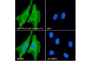 (ABIN185463) Immunofluorescence analysis of paraformaldehyde fixed HeLa cells, permeabilized with 0. (HRH2 anticorps  (C-Term))
