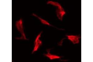 ABIN6278392 staining HepG2 by IF/ICC.